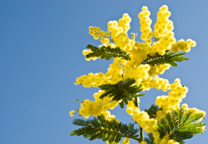 Curiosita' sulla mimosa e le donne 