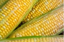I tanti modi di mangiare il granoturco, il mais